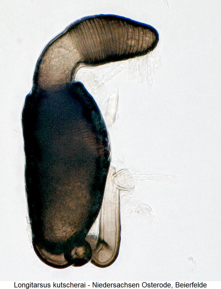 LONGITARSUS KUTSCHERAI