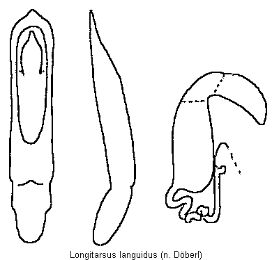 LONGITARSUS LANGUIDUS