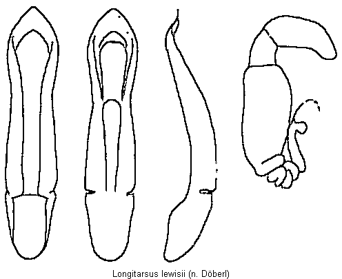 LONGITARSUS LEWISII
