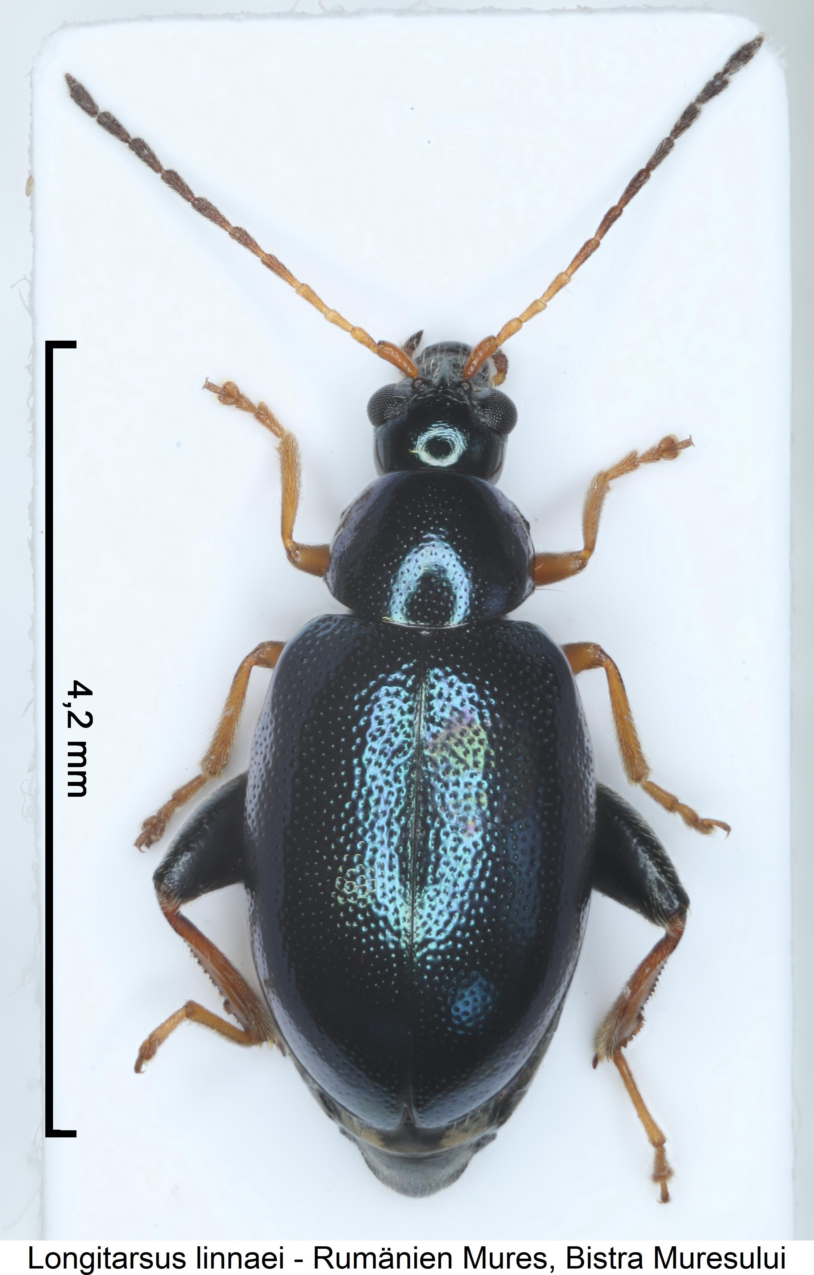 LONGITARSUS LINNAEI
