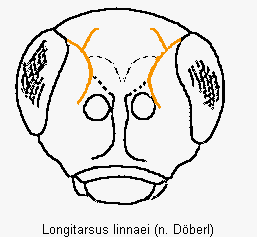 LONGITARSUS LINNAEI