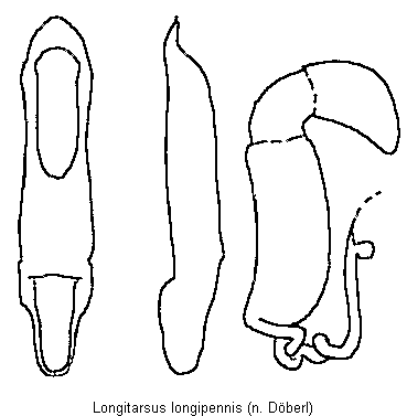 LONGITARSUS LONGIPENNIS