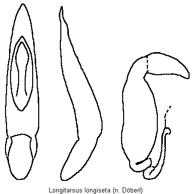 LONGITARSUS LONGISETA