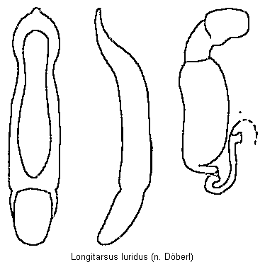 LONGITARSUS LURIDUS