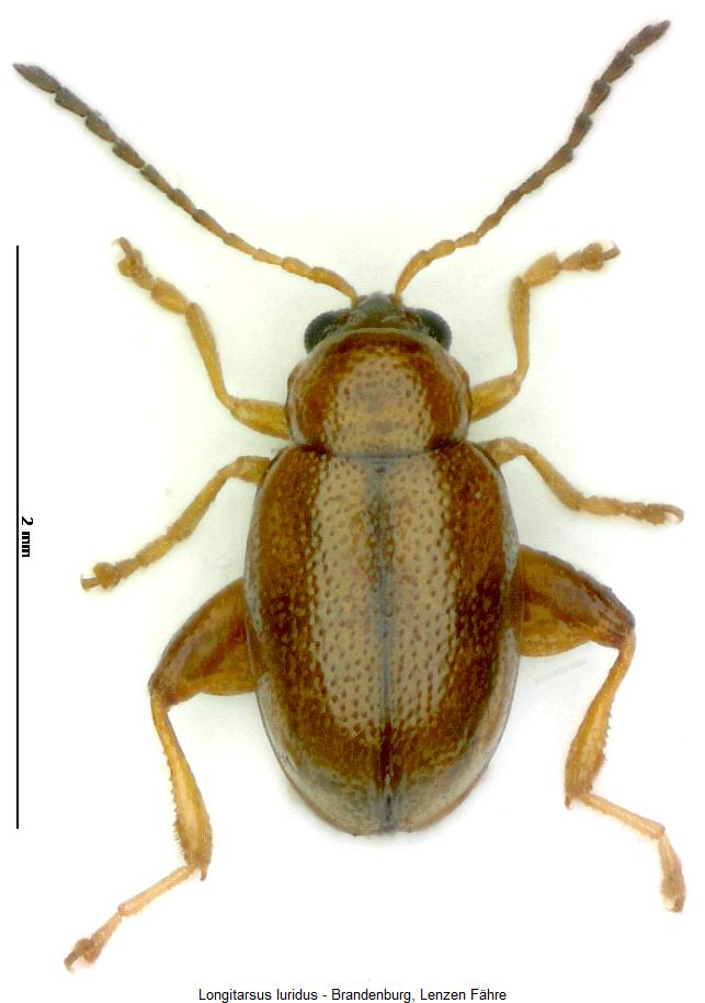 LONGITARSUS LURIDUS