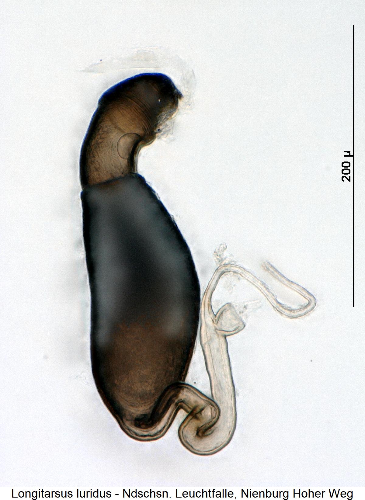 LONGITARSUS LURIDUS