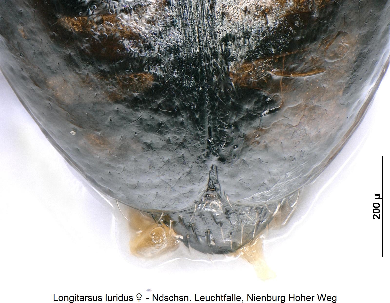 LONGITARSUS LURIDUS