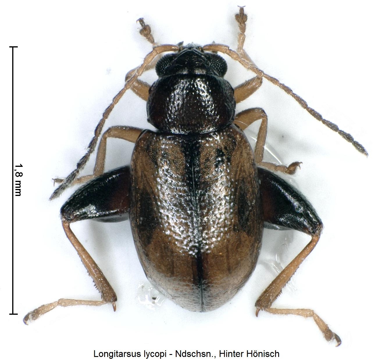 LONGITARSUS LYCOPI