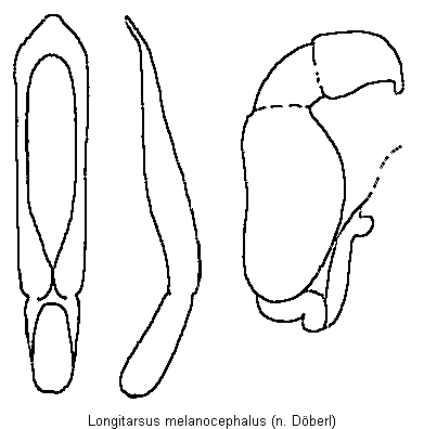 LONGITARSUS MELANOCEPHALUS