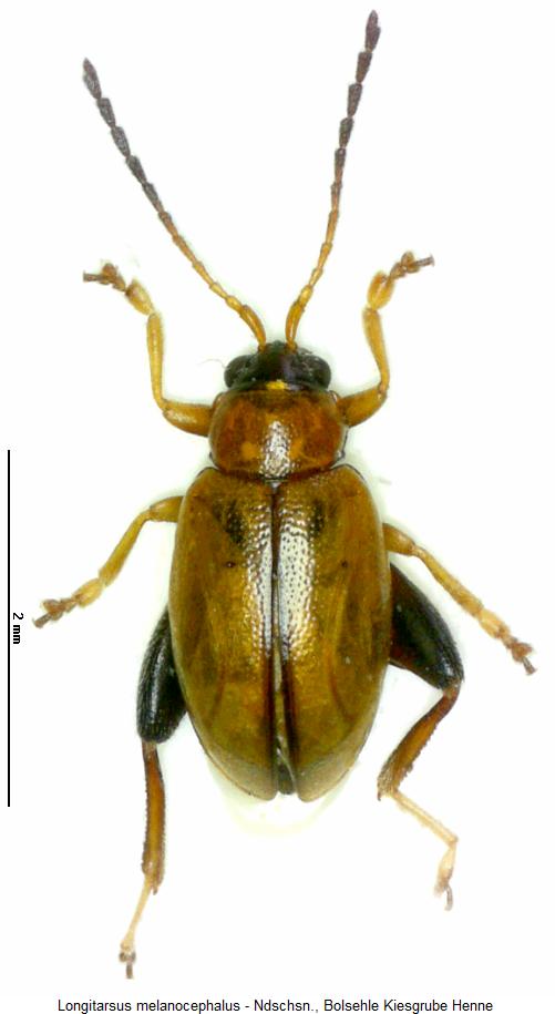 LONGITARSUS MELANOCEPHALUS