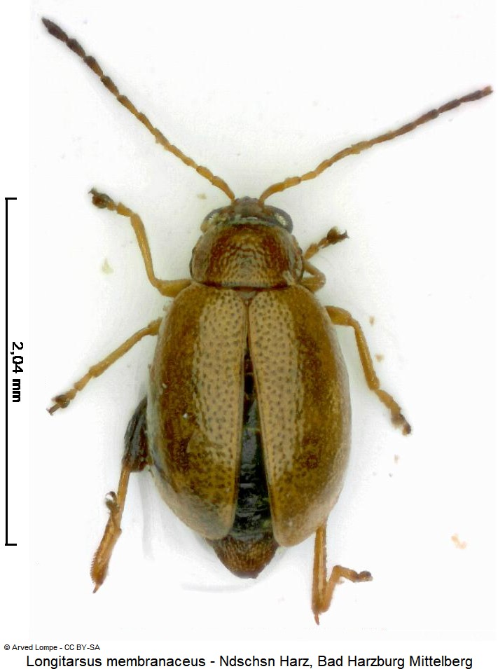 LONGITARSUS MEMBRANACEUS