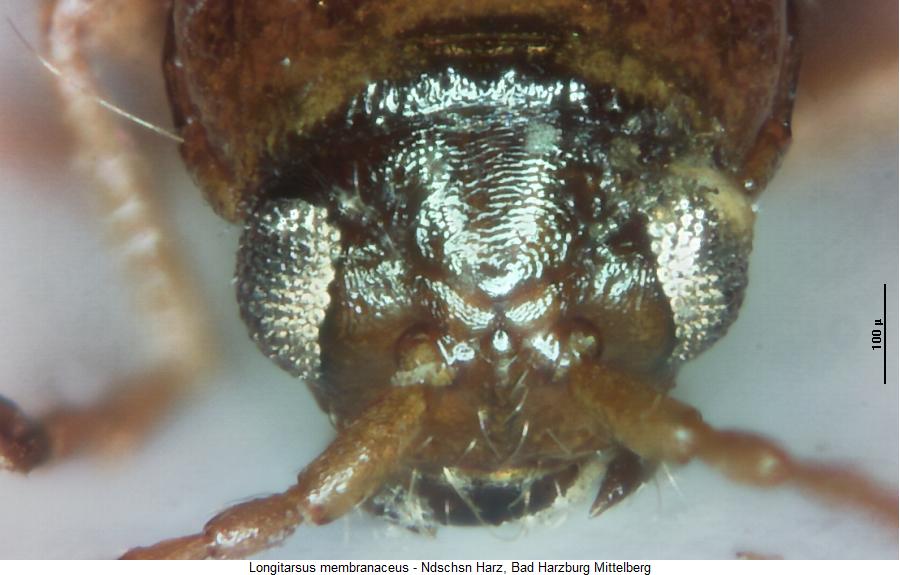 LONGITARSUS MEMBRANACEUS