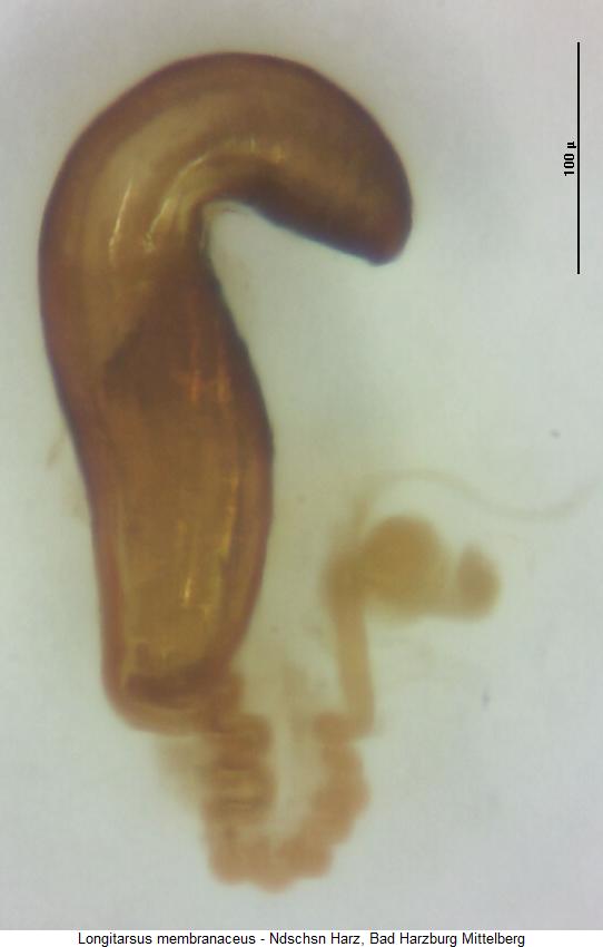 LONGITARSUS MEMBRANACEUS