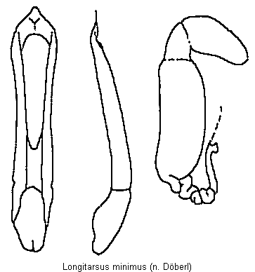 LONGITARSUS MINIMUS