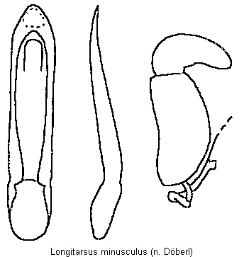LONGITARSUS MINUSCULUS