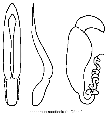 LONGITARSUS MONTICOLA