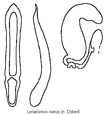 LONGITARSUS NANUS