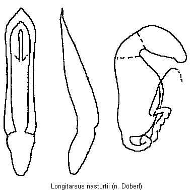LONGITARSUS NASTURTII