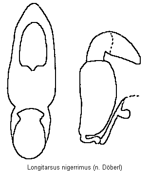 LONGITARSUS NIGERRIMUS
