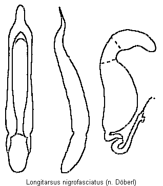 LONGITARSUS NIGROFASCIATUS