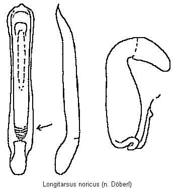 LONGITARSUS NORICUS