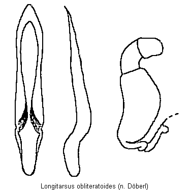 LONGITARSUS OBLITERATOIDES