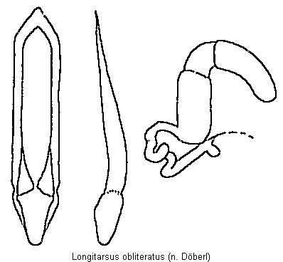 LONGITARSUS OBLITERATUS
