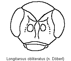 LONGITARSUS OBLITERATUS