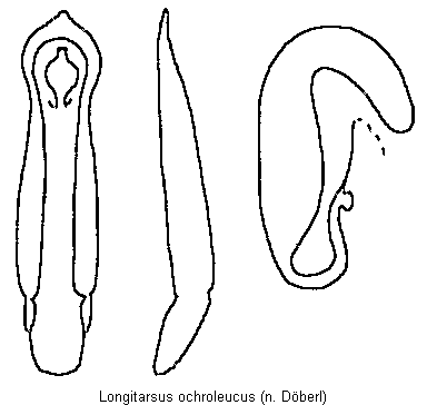 LONGITARSUS OCHROLEUCUS