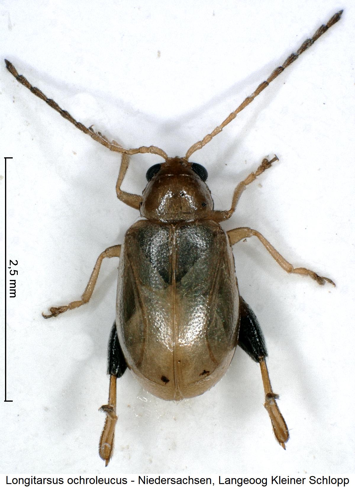 LONGITARSUS OCHROLEUCUS