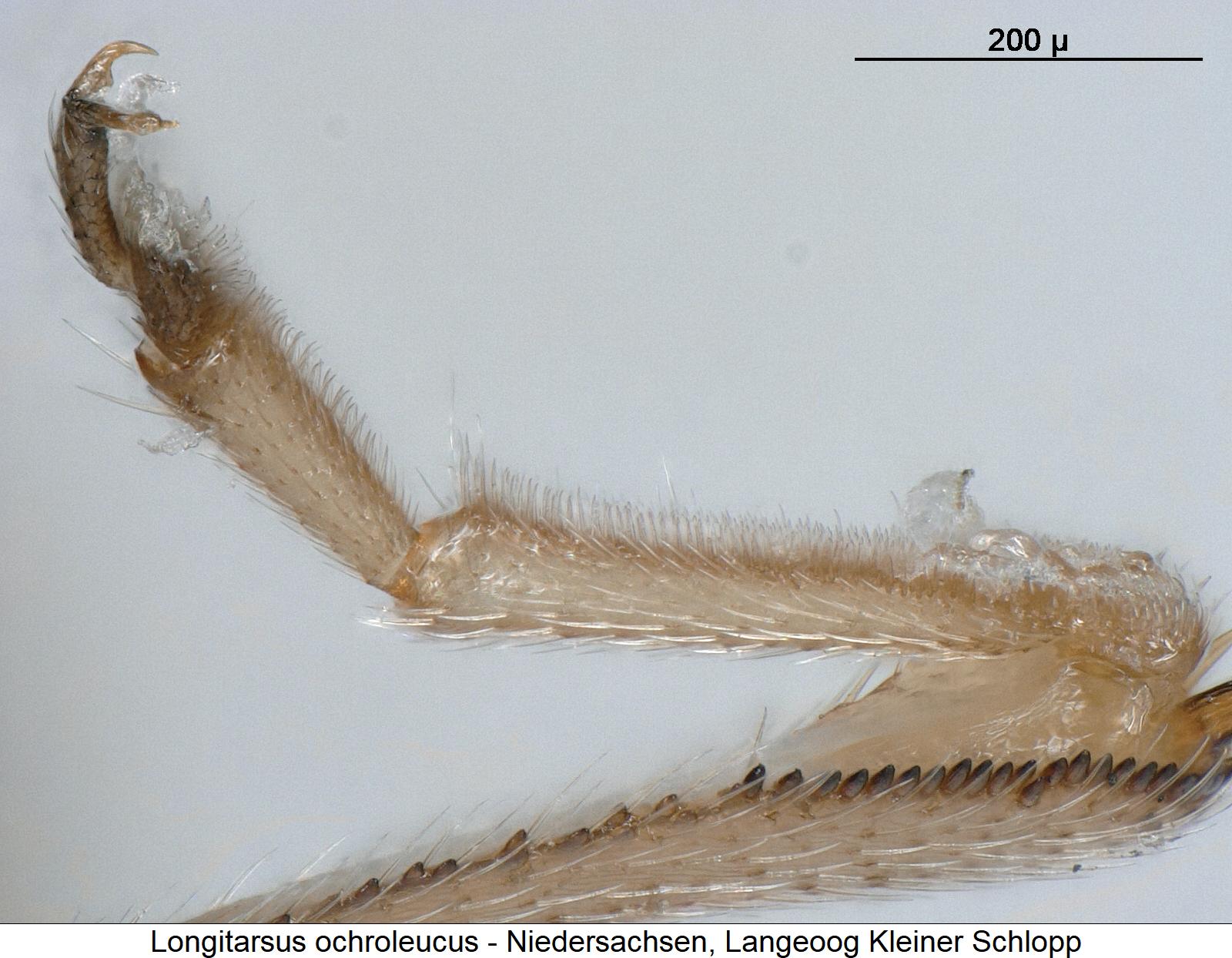 LONGITARSUS OCHROLEUCUS