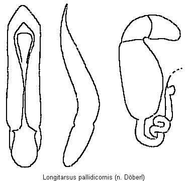 LONGITARSUS PALLIDICORNIS