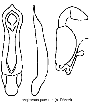LONGITARSUS PARVULUS