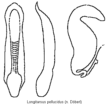 LONGITARSUS PELLUCIDUS