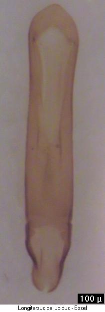 LONGITARSUS PELLUCIDUS