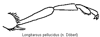LONGITARSUS PELLUCIDUS
