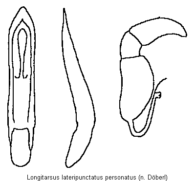 LONGITARSUS PERSONATUS