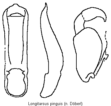 LONGITARSUS PINGUIS