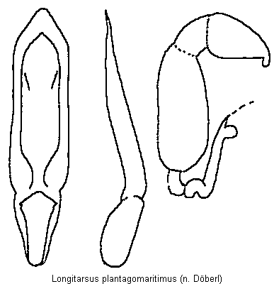 LONGITARSUS PLANTAGOMARITIMUS