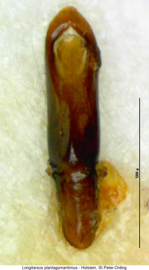LONGITARSUS PLANTAGOMARITIMUS