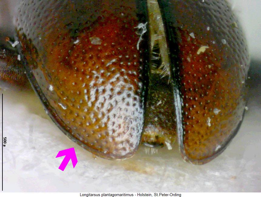 LONGITARSUS PLANTAGOMARITIMUS
