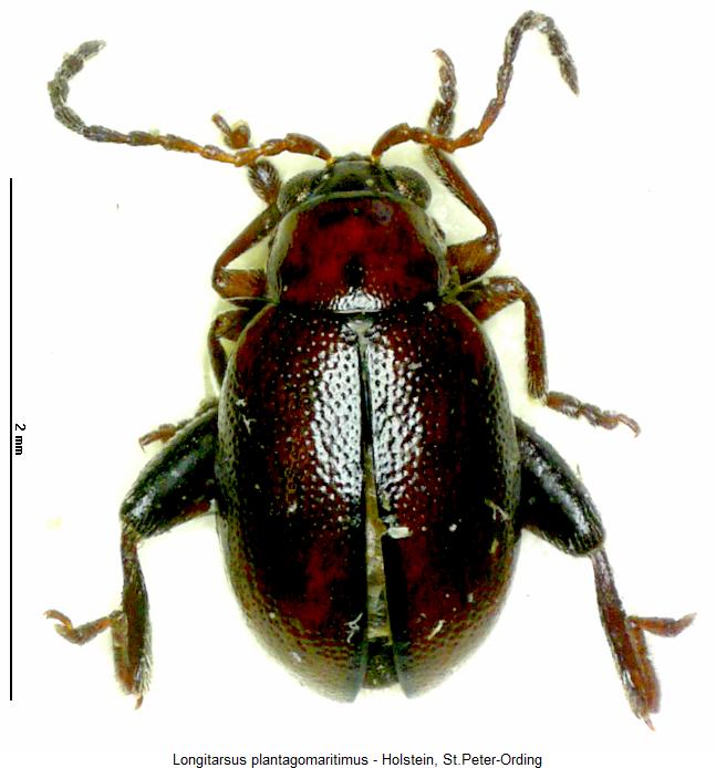LONGITARSUS PLANTAGOMARITIMUS