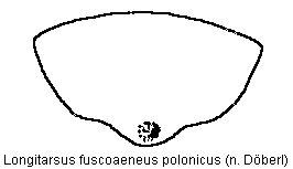 LONGITARSUS POLONICUS