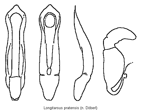 LONGITARSUS PRATENSIS