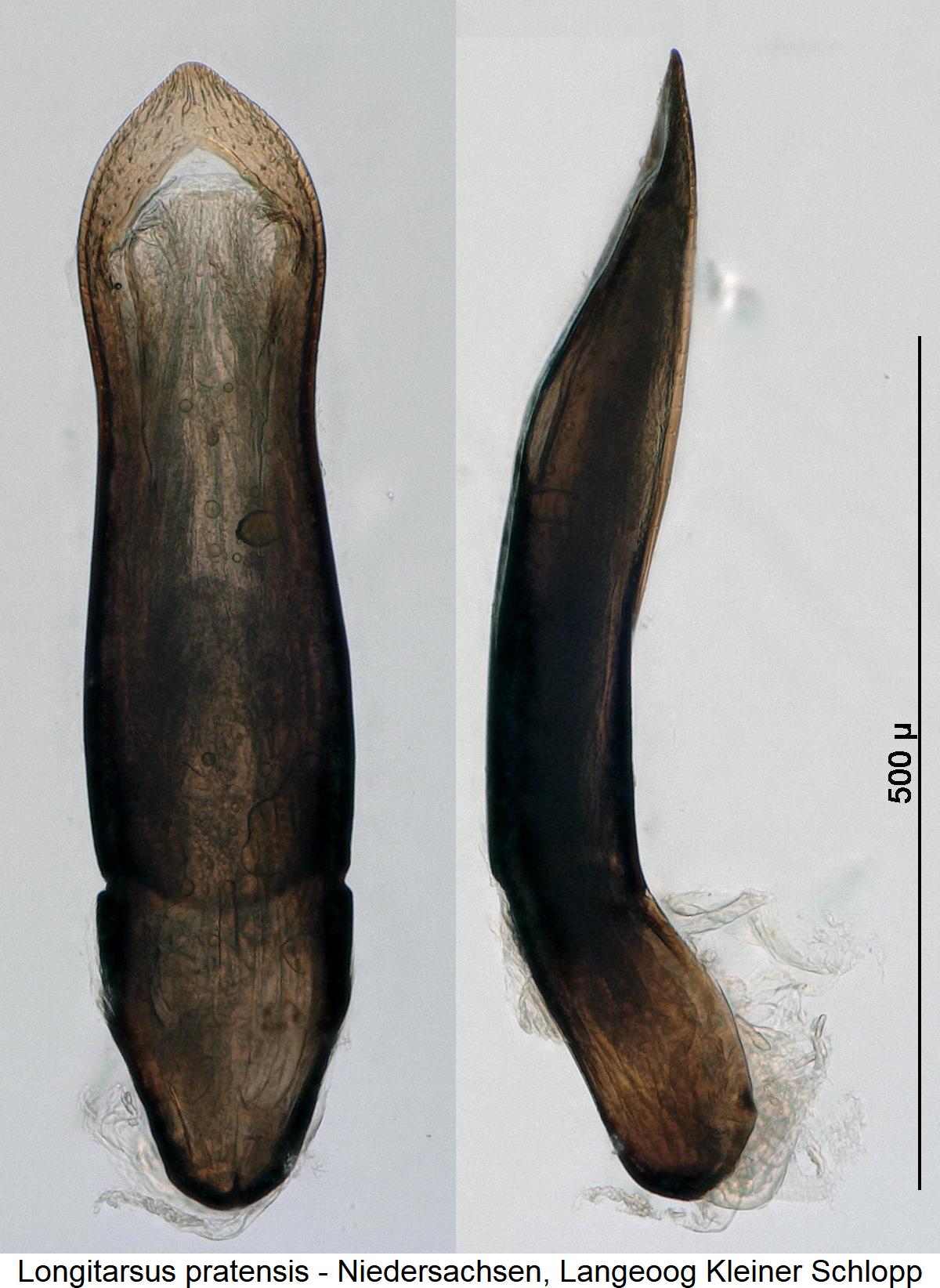 LONGITARSUS PRATENSIS1