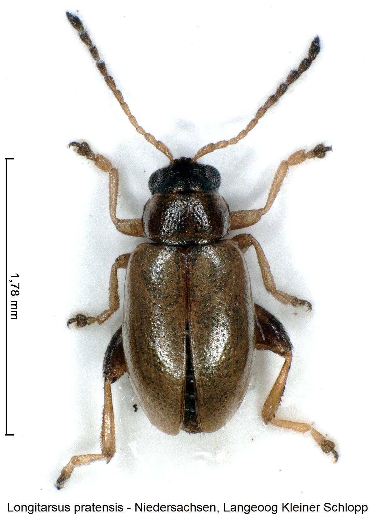 LONGITARSUS PRATENSIS