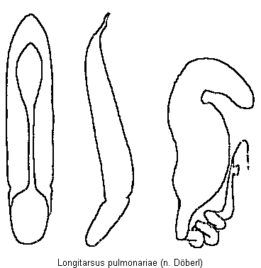 LONGITARSUS PULMONARIAE