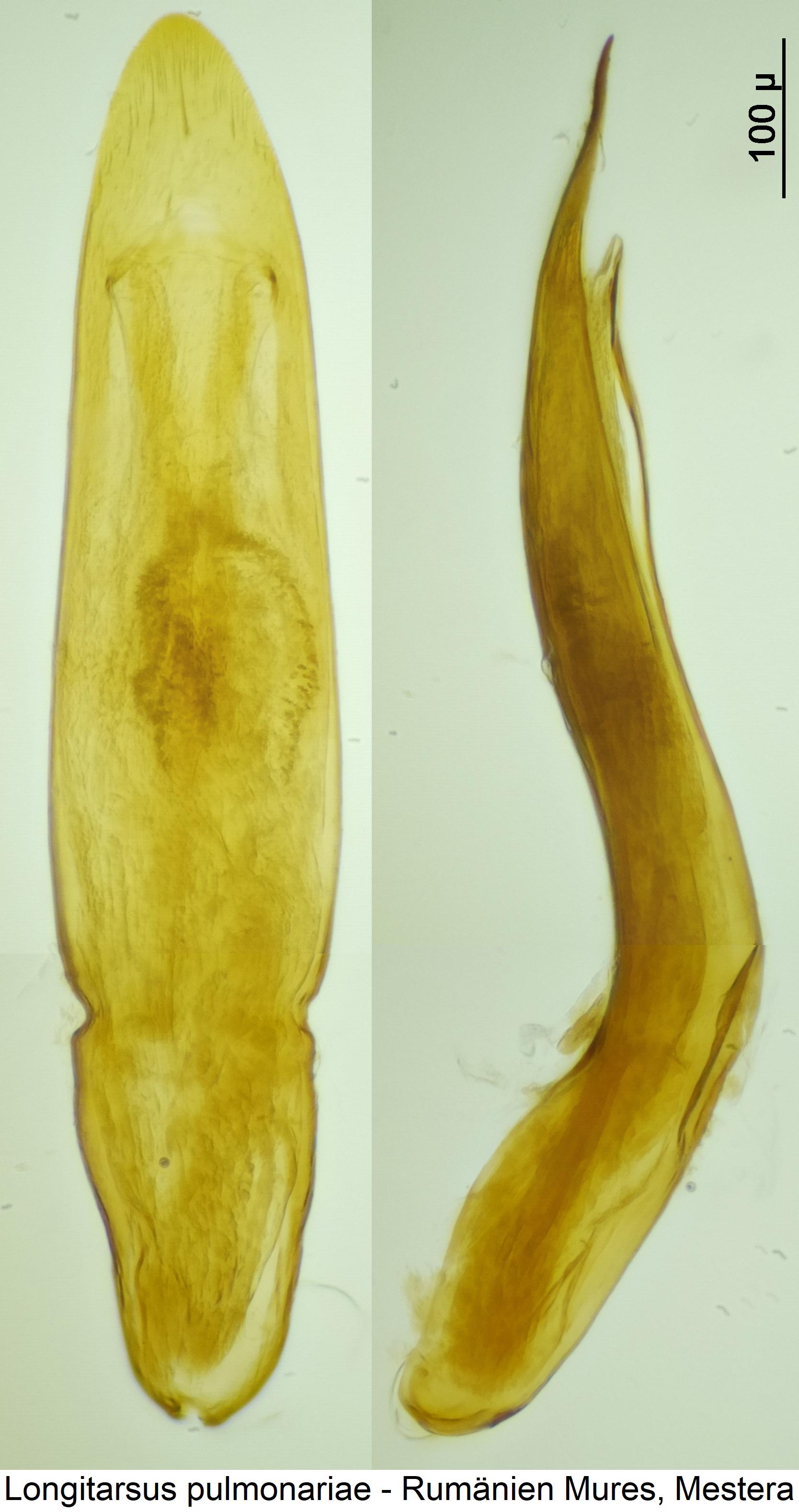 LONGITARSUS PULMONARIAE