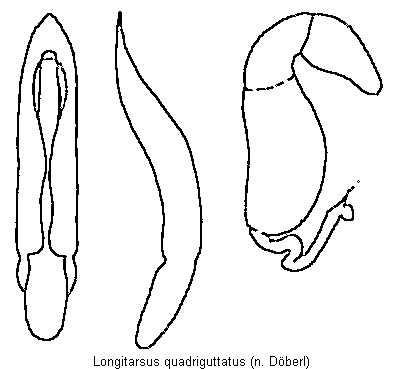 LONGITARSUS QUADRIGUTTATUS