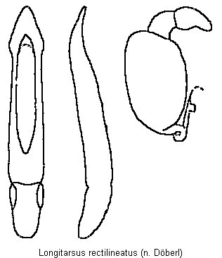 LONGITARSUS RECTILINEATUS
